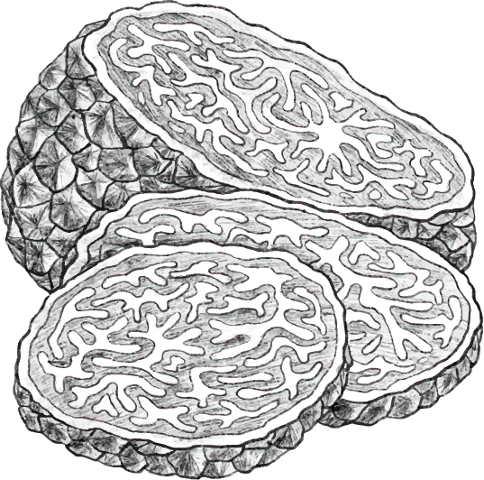 truffe